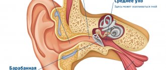 анатомическое строение уха и причины боли в ушах