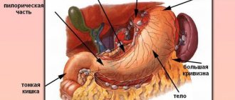 Anatomy of the stomach, structure of the stomach, treatment of the stomach.jpg