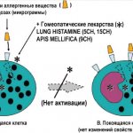 Апис гомеопатия. Показания к применению, инструкция для детей и взрослых, цена, отзывы