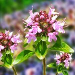 Thyme flowers