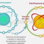 The effect of antioxidants on the body