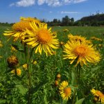 &quot;Elecampane&quot;: medicinal properties, what it helps with, price, analogues, customer reviews