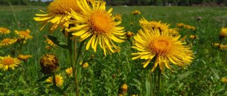 &quot;Elecampane&quot;: medicinal properties, what it helps with, price, analogues, customer reviews
