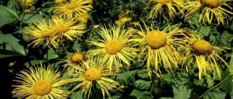 Elecampane: description