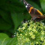 Eleutherococcus with butterfly