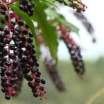 Phytolacca homeopathy. Instructions for use, indications for children, adults 