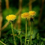 Photo: dandelion