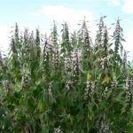 Photo of the Motherwort plant