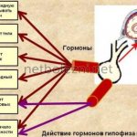 Functions of the pituitary gland in the body