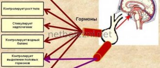 Функции гипофиза в организме