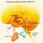 Hypothalamic-pituitary-adrenal axis