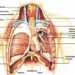 Image 2: Chest pain - Family Doctor clinic