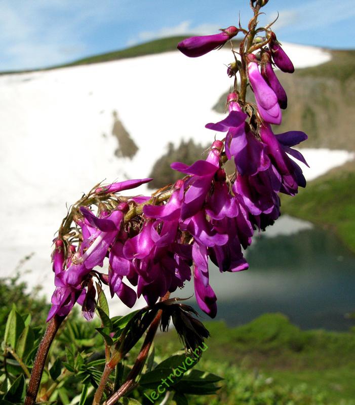 Копеечник чайный фото