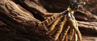 Cordyceps