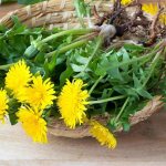 dandelion root medicinal properties