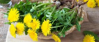 dandelion root medicinal properties