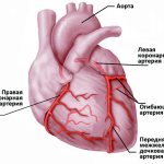 Blood supply to the heart.jpg