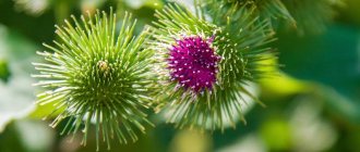 Burdock