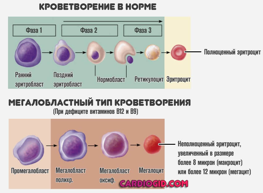 Схема клеток крови. Нормобластический Тип кроветворения. Эритробластический Тип кроветворения схема. Мегалобластический Тип кроветворения. Типы эритропоэза.