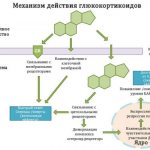 Mechanism of action of glucocorticosteroids