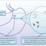 The mechanism of action of the drug Gaviscon forte