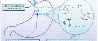 The mechanism of action of the drug Gaviscon forte