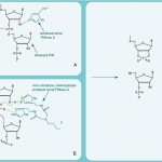 The mechanism of action of natural pancreatic ribonuclease (A) and artificial ribonuclease (B) is similar: they cleave phosphodiester bonds in the RNA molecule