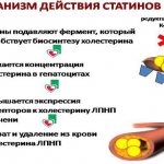 Механизм действия статинов