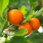 Nux Vomica in homeopathy: indications for use