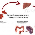 Formation and removal of bilirubin from the body