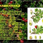 description of bearberry