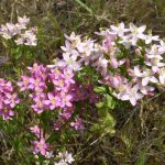 The flowering time of the spool is in the summer and lasts from June to July-August