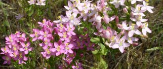 The flowering time of the spool is in the summer and lasts from June to July-August