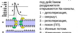 Action potential in the heart