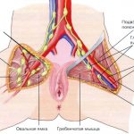 Superficial inguinal lymph nodes in women