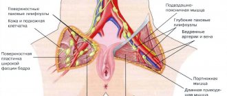 Superficial inguinal lymph nodes in women