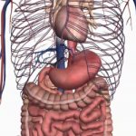 The drug enhances the formation and secretion of bile, reduces spasms of the bile ducts.