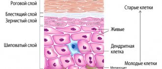 Five layers of the epidermis