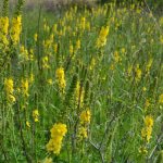 Репешок – лечебные свойства и противопоказания травы, 9 старинных рецептов