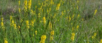 Agrimony - medicinal properties and contraindications of the herb, 9 ancient recipes
