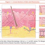 Fig.1. Skin structure 