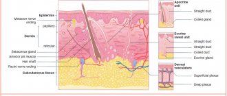 Fig.1. Skin structure 