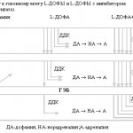 Рис.1. Транспорт к головному мозгу L-ДОФЫ и L-ДОФЫ с ингибитором ДОФА-декарбоксилазы.