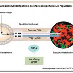 Секреция и инсулинотропное действие инкретиновых гормонов