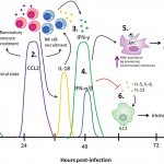 Diagram of the immune response to herpes virus type 2 infection