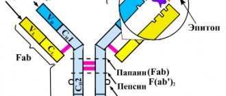 Схема строения антител