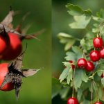 On the left are rose hips, on the right are hawthorn fruits.
