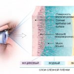 composition of the tear film