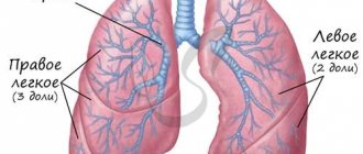 Lung structure