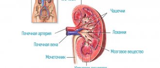 Kidney structure